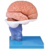 ADVANCED MODEL OF HUMAN BRAIN - 15 PARTS (SOFT)